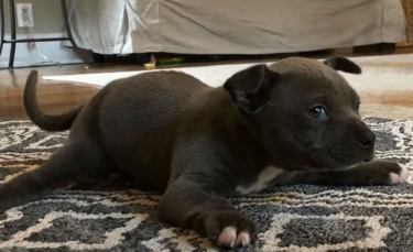 Illustration : "Un chiot abandonné à cause d'un problème neurologique reçoit le soutien d'un couple dévoué"