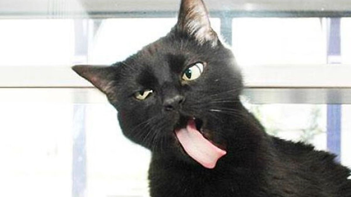 Illustration : "15 photos de chats qui tirent la langue"