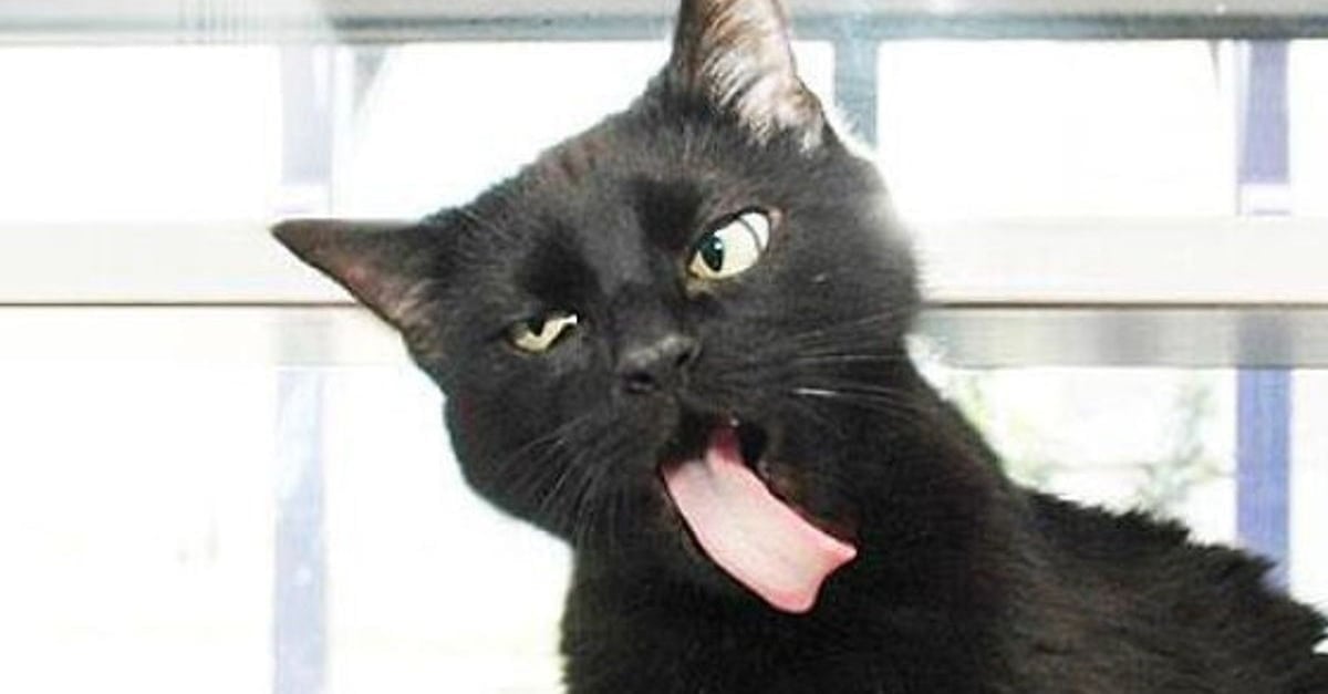15 Photos De Chats Qui Tirent La Langue