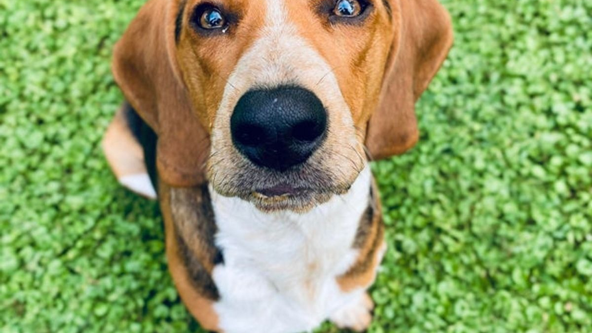 Illustration : "20 photos de Beagles doux et attachants"