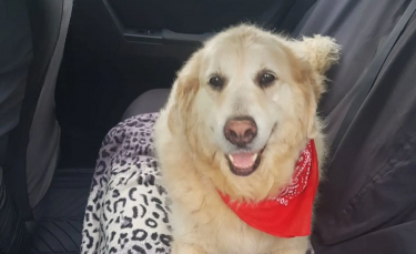 Illustration : "Un chauffeur de taxi généreux propose ses services pour emmener un chien malade à son endroit préféré"