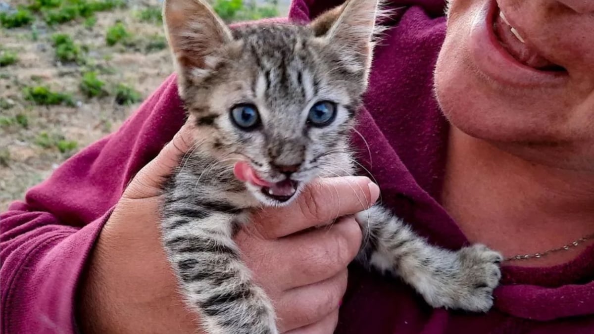 Illustration : "En rencontrant des voyageurs sur la plage, ce chaton affamé reçoit bien plus qu'un simple repas !"