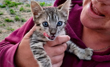 Illustration : "En rencontrant des voyageurs sur la plage, ce chaton affamé reçoit bien plus qu'un simple repas !"