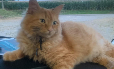 Illustration : "Superbe élan de solidarité pour retrouver le chat d’un chauffeur routier disparu depuis 4 jours"