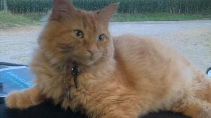 Illustration : Superbe élan de solidarité pour retrouver le chat d’un chauffeur routier disparu depuis 4 jours