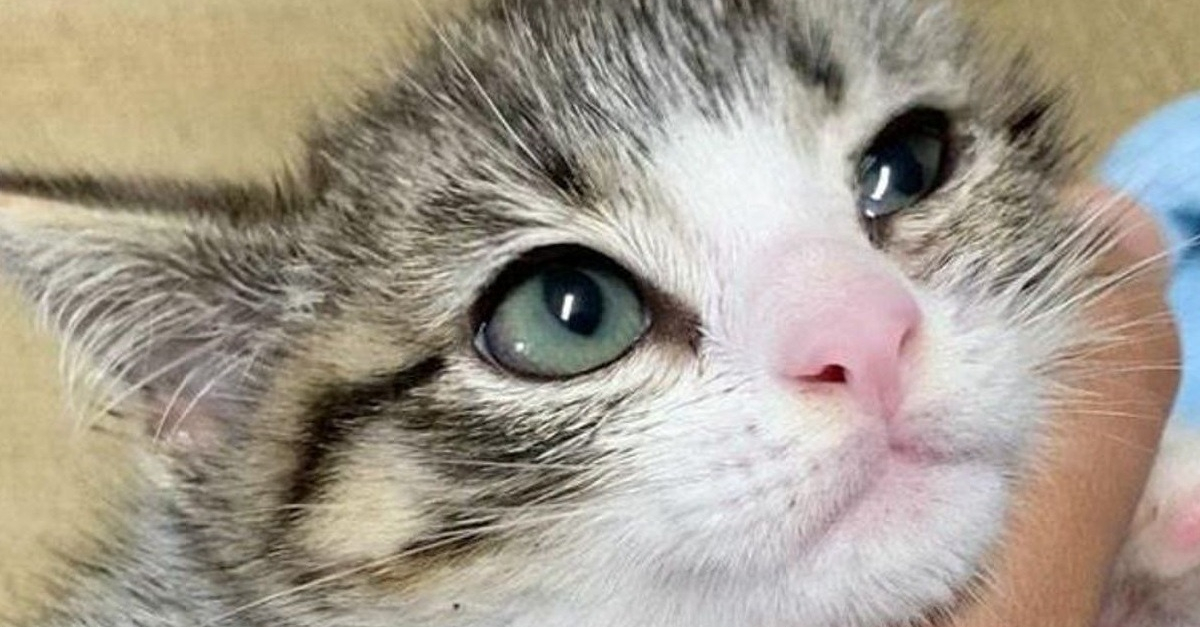 Une Famille D Accueil Fait Tout Son Possible Pour Soigner Et Socialiser Un Chaton Errant Une Famille D Accueil Fait Tout Son Possible Pour Soigner Et Socialiser Un Chaton Errant