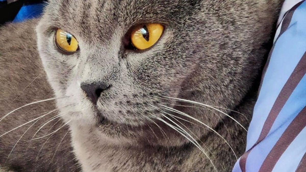 Illustration : "20 photos de British Shorthair remplies d'élégance"