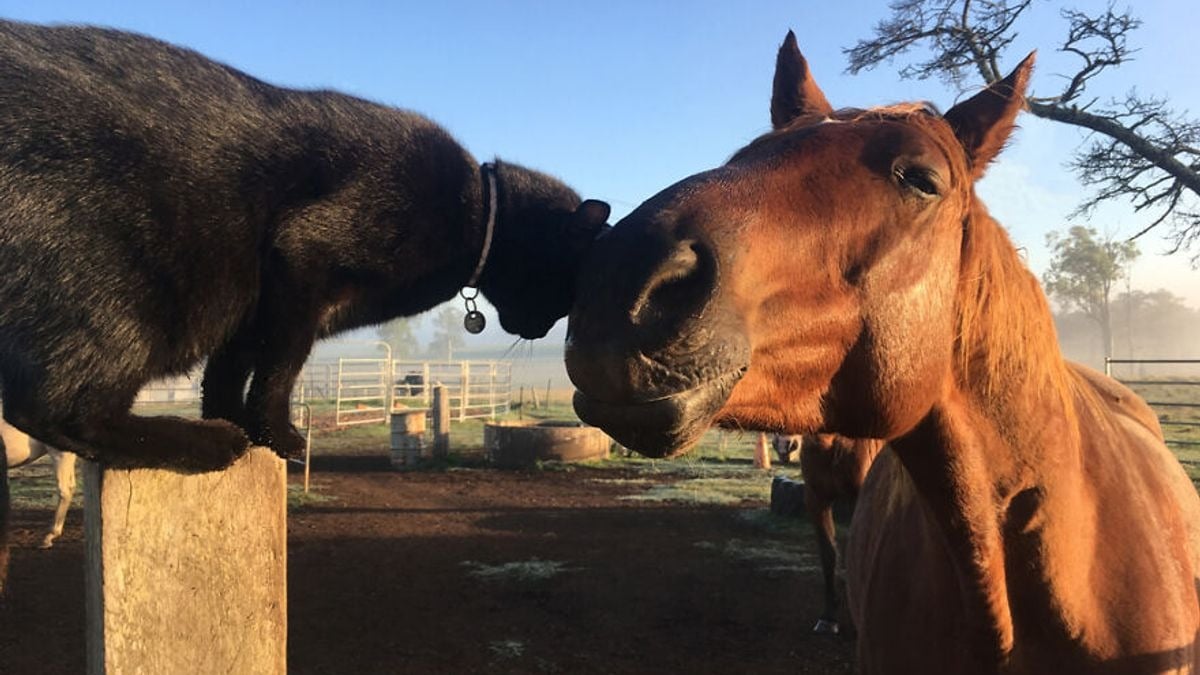 Illustration : "15 photos sublimes d'un chat et d'un cheval inséparables"