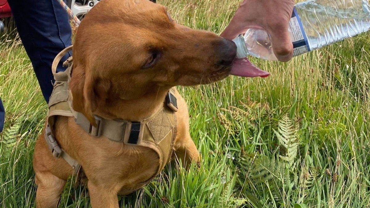 Illustration : "2 unités des garde-côtes mobilisées pour secourir un chien perdu depuis 2 jours et coincé sous une falaise"