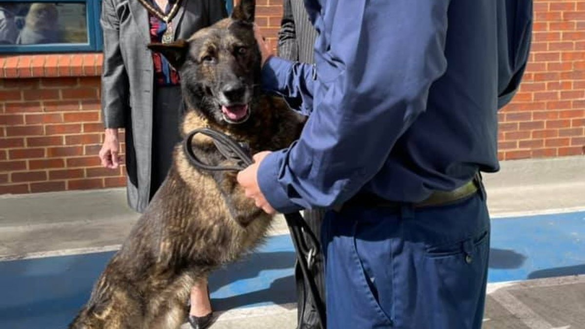 Illustration : "Kaiser, l’héroïque chien policier poignardé à plusieurs reprises, reprend du service 2 mois après l’attaque"