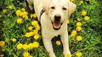 Illustration : 20 photos de Labradors à l'expression joviale et amicale