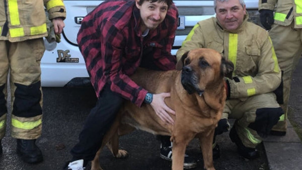 Illustration : "Un Bullmastiff met les compétences des pompiers à l'épreuve après s'être coincé sur le toit d'une véranda"