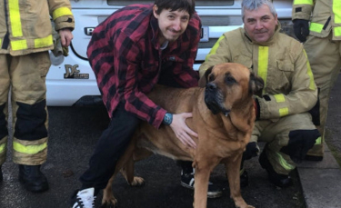 Illustration : "Un Bullmastiff met les compétences des pompiers à l'épreuve après s'être coincé sur le toit d'une véranda"