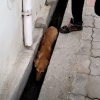 Illustration : Blessée et terrifiée, cette chienne découverte dans un caniveau goûte au bonheur pour la première fois