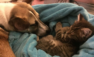 Illustration : "Pour aider son chien à combattre son anxiété, elle décide d'adopter un chaton"