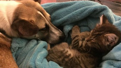 Illustration : Pour aider son chien à combattre son anxiété, elle décide d'adopter un chaton