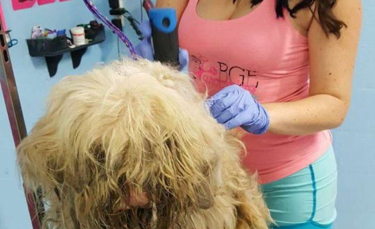 Illustration : "Une toiletteuse ouvre son salon en pleine nuit pour s'occuper d'un chien errant dans un état déplorable"
