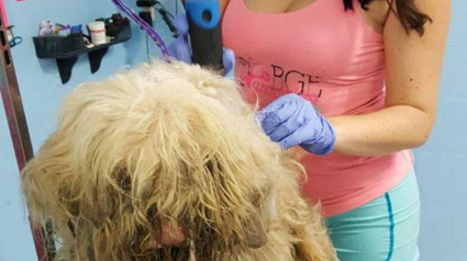 Illustration : Une toiletteuse ouvre son salon en pleine nuit pour s'occuper d'un chien errant dans un état déplorable