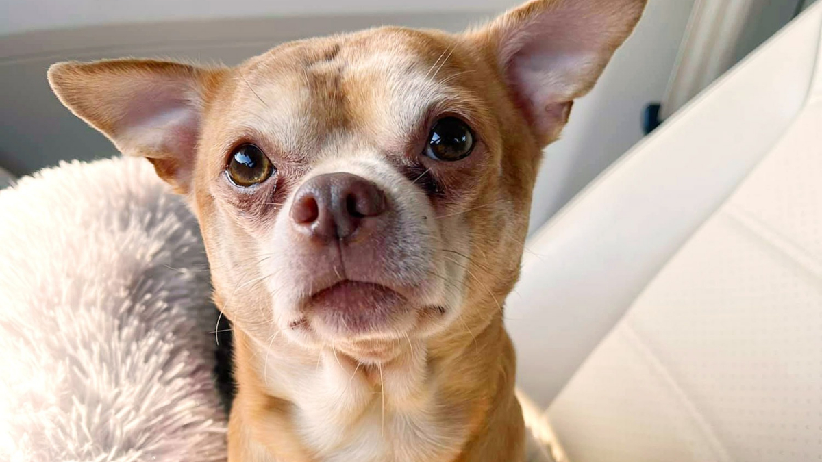 Illustration : "Prancer, le Chihuahua connu pour être un « Chuky démoniaque, asocial et possessif », a changé la vie de sa nouvelle propriétaire"