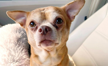 Illustration : "Prancer, le Chihuahua connu pour être un « Chuky démoniaque, asocial et possessif », a changé la vie de sa nouvelle propriétaire"