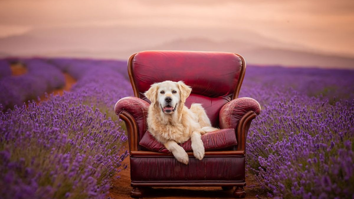 Illustration : "20 photos féériques de chiens au coeur d'un champ de lavande"