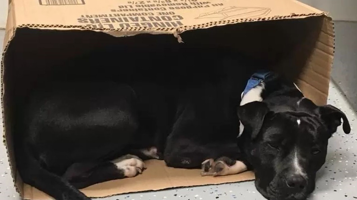 Illustration : "Un chien retrouvé effrayé dans la rue ne se sent en sécurité qu'en dormant dans une boîte en carton"