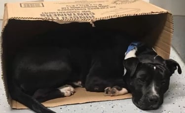 Illustration : "Un chien retrouvé effrayé dans la rue ne se sent en sécurité qu'en dormant dans une boîte en carton"