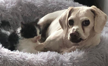Illustration : "Rejeté par sa mère à sa naissance, ce chaton découvre l'amour auprès d'un chien doux et protecteur"
