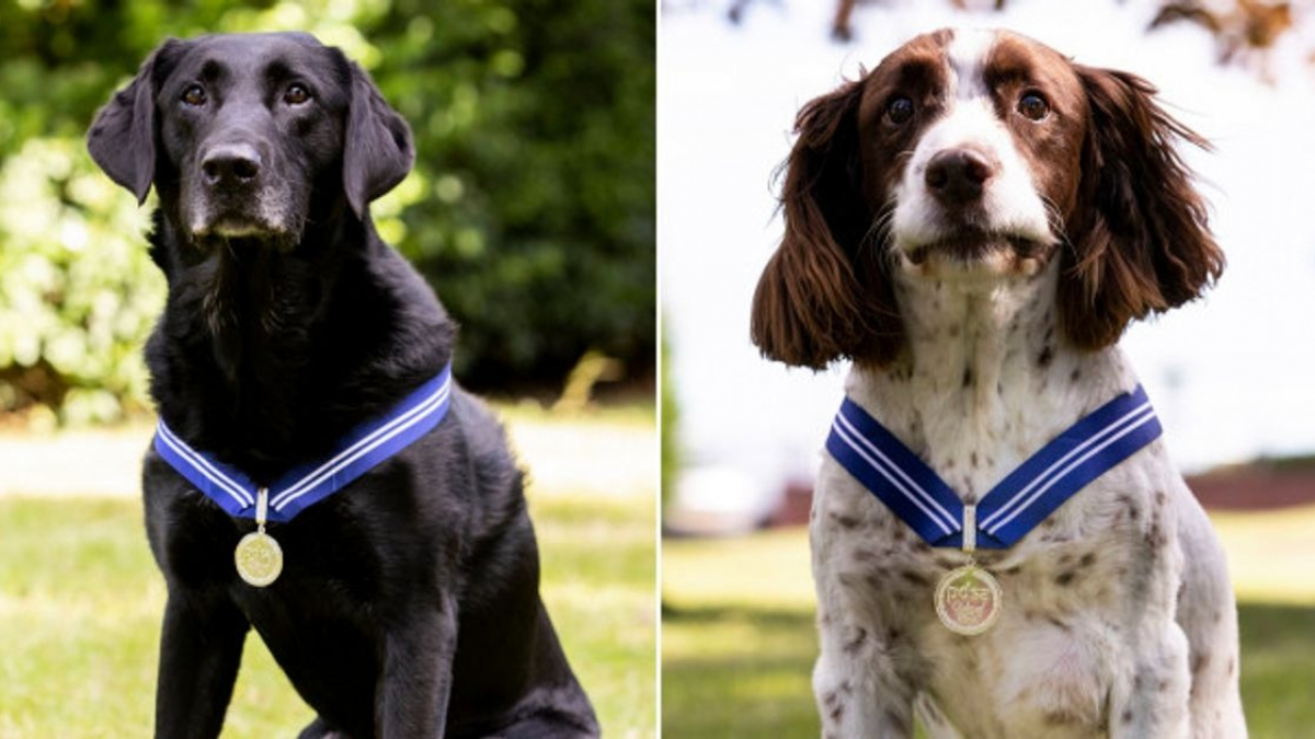 Illustration : "2 chiens de la police militaire à la retraite récompensés pour leur travail exemplaire"