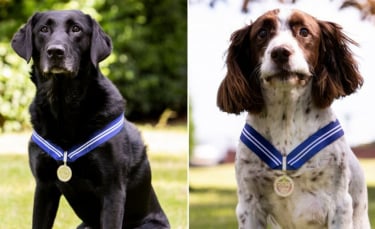 Illustration : "2 chiens de la police militaire à la retraite récompensés pour leur travail exemplaire"