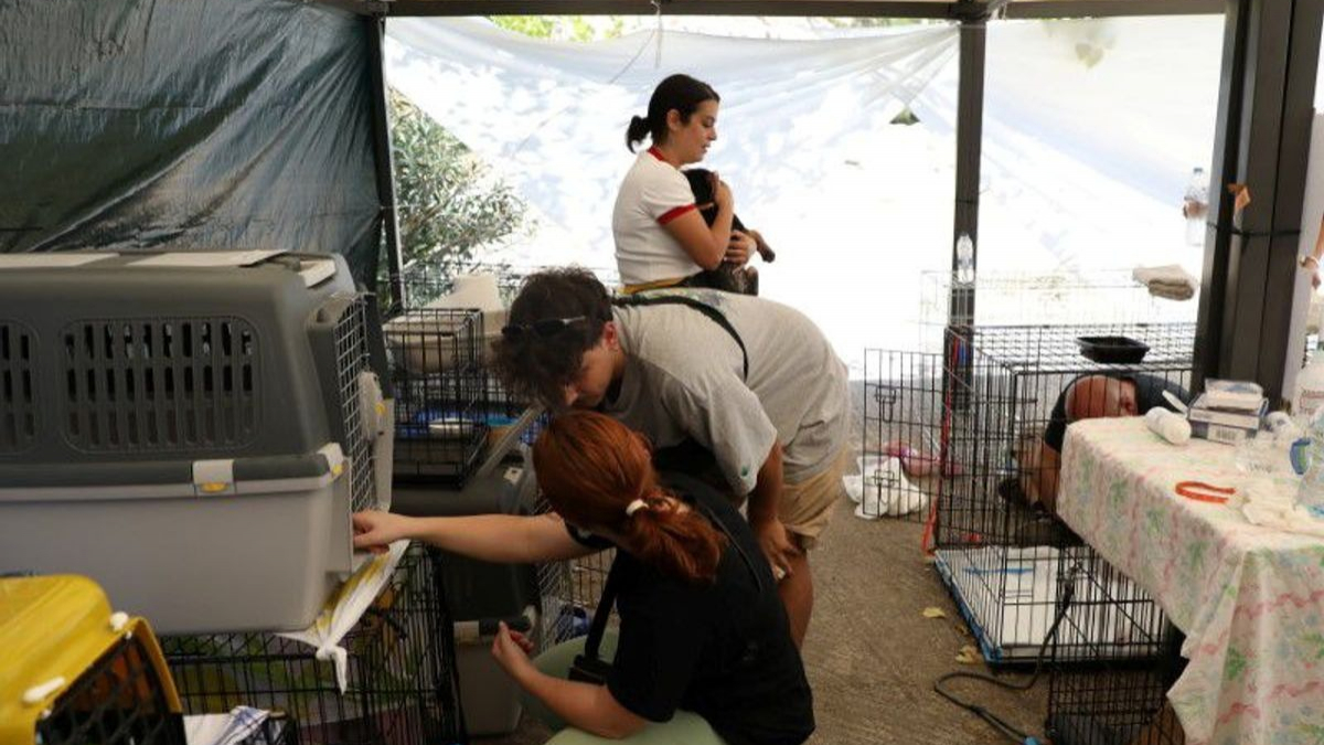 Illustration : "Incendies en Grèce : des bénévoles établissent un refuge éphémère pour accueillir et soigner les animaux"