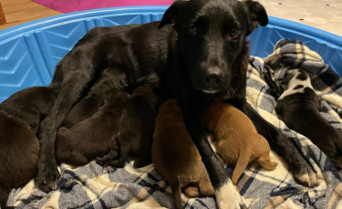 Illustration : "L'histoire émouvante d'une chienne et de chiots orphelins unis dans la tragédie"