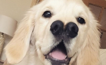 Illustration : "L'amour d'une famille pour son Golden Retriever atteint d'une malformation congénitale le laissant avec 2 museaux"