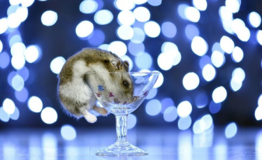 Illustration : "Découvrez 20 photos de rongeurs domestiques doux et adorables"