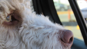 Illustration : Le pire évité de justesse pour un chien laissé dans une voiture garée en plein soleil, faisant intervenir les policiers municipaux