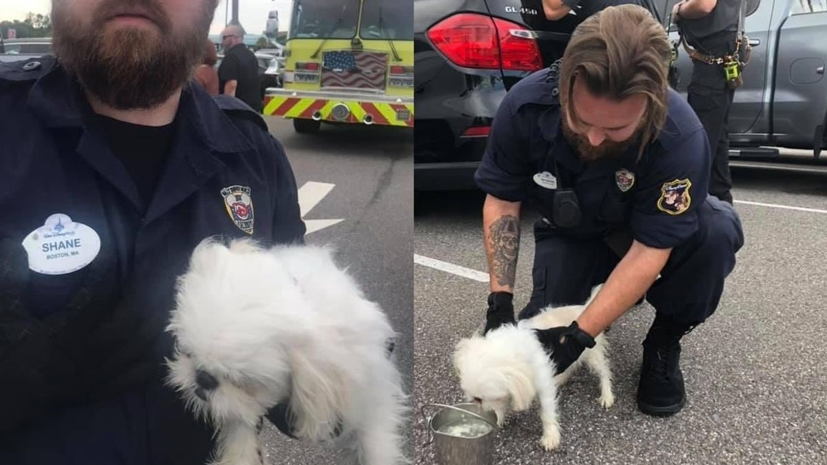 Illustration : "Un chien découvert enfermé dans une voiture alors que son propriétaire passait la journée à Disneyland !"