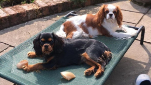 Illustration : 20 photos charmantes de Cavalier King Charles au quotidien
