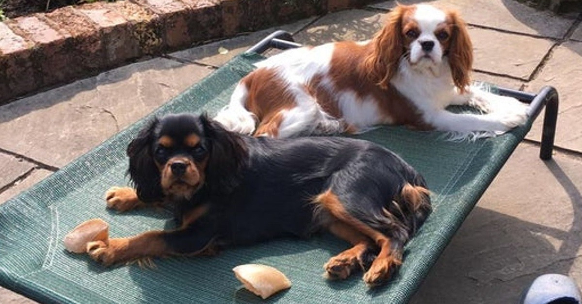 https://www.woopets.fr/assets/img/011/853/og-image/20-photos-charmantes-de-cavalier-king-charles-au-quotidien.jpg