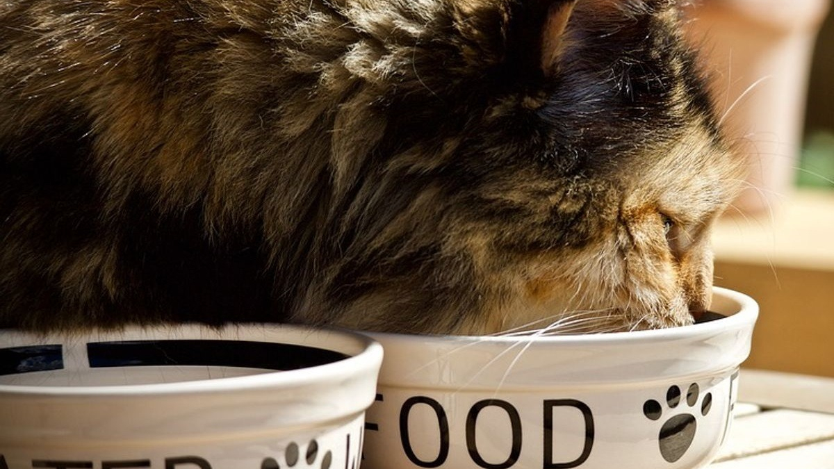 Illustration : "Contrairement à d’autres espèces, les chats préfèrent obtenir de la nourriture sans effort"