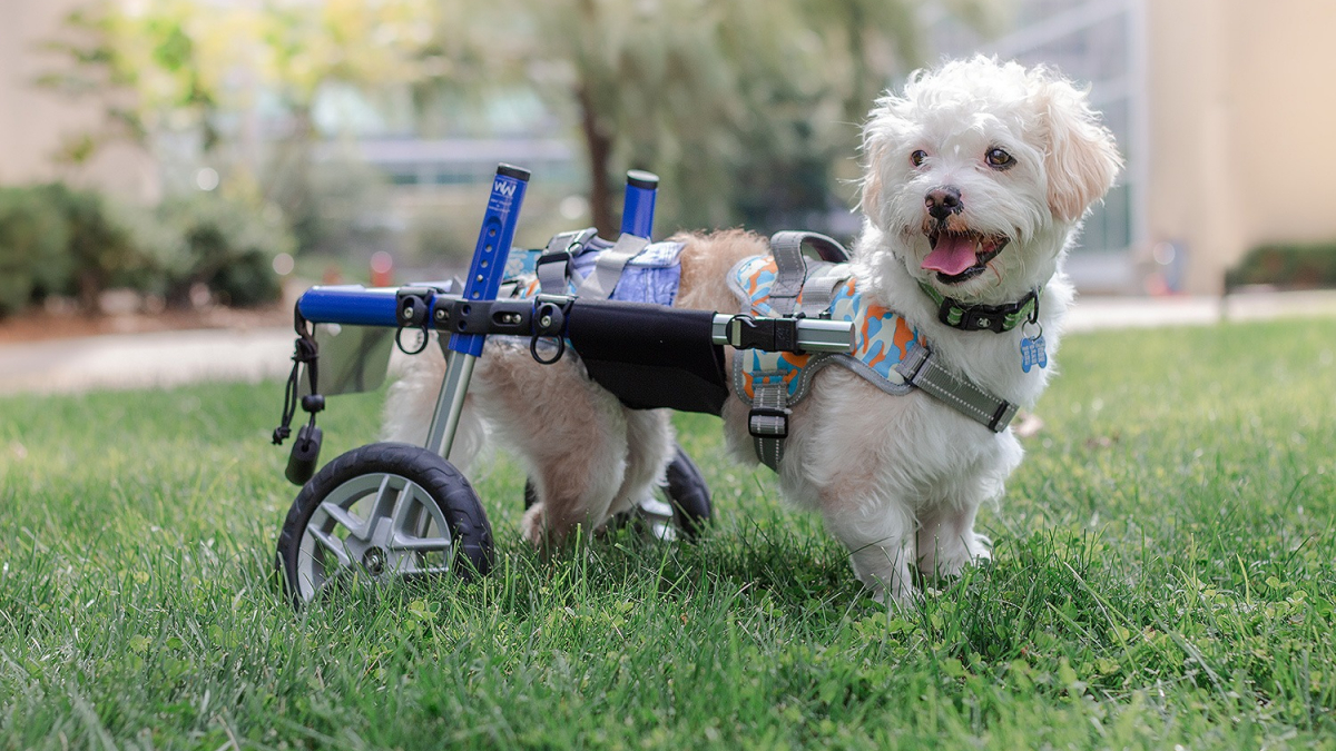 Illustration : "La joie d'un petit chien paralysé qui apprend à se déplacer grâce à un chariot"