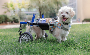 Illustration : "La joie d'un petit chien paralysé qui apprend à se déplacer grâce à un chariot"