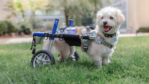 Illustration : La joie d'un petit chien paralysé qui apprend à se déplacer grâce à un chariot