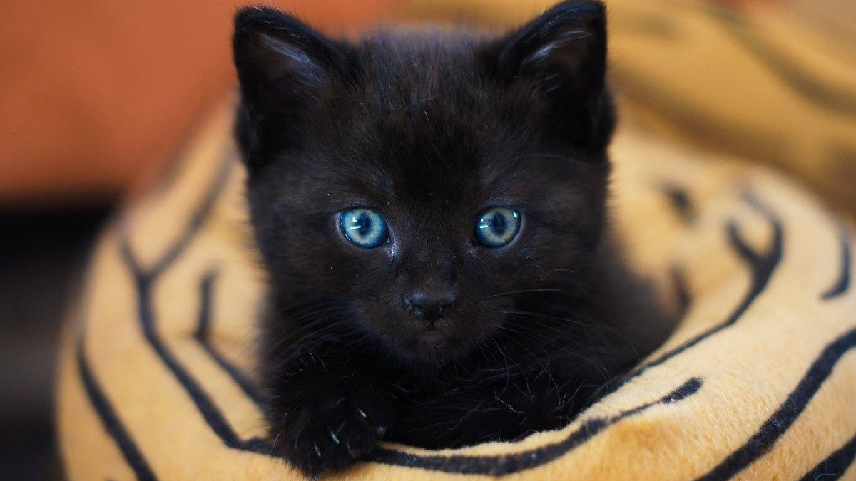 Illustration : "Journée internationale du chat noir : pourquoi tant de méfiance et comment revaloriser l'image de ces chats ?"