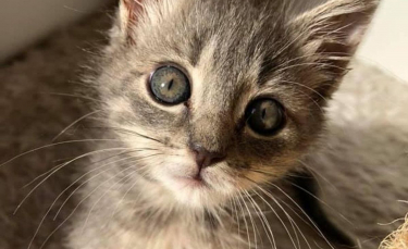 Illustration : "Doté d'une volonté de fer, ce chaton retrouvé avec le bassin cassé s'entraîne à marcher normalement"