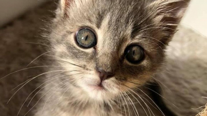 Illustration : Doté d'une volonté de fer, ce chaton retrouvé avec le bassin cassé s'entraîne à marcher normalement