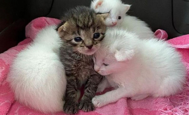 Illustration : "Blessés et orphelins, ces 4 chatons restent soudés et se battent pour survivre ensemble"