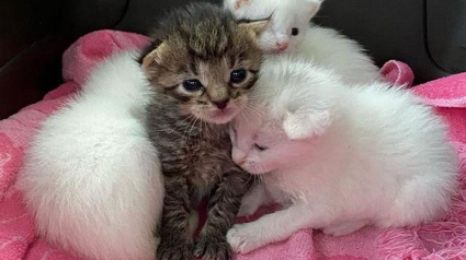 Illustration : Blessés et orphelins, ces 4 chatons restent soudés et se battent pour survivre ensemble