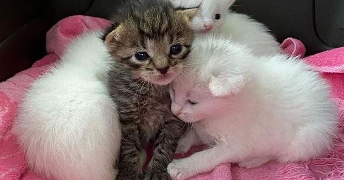 Blesses Et Orphelins Ces 4 Chatons Restent Soudes Et Se Battent Pour Survivre Ensemble