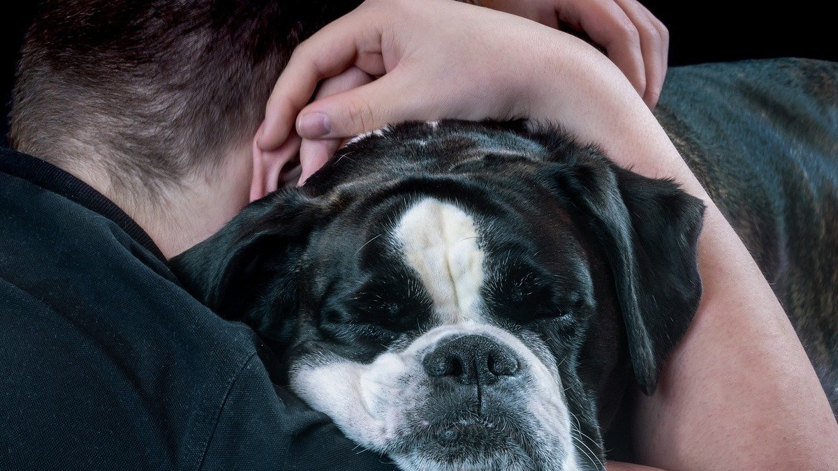 Illustration : "Câliner un chien est bon pour votre santé mentale, une étude le confirme"