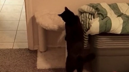 Illustration : Ce chaton a créé son propre jeu avec une intelligence folle (vidéo)